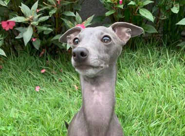 Galgo Italiano